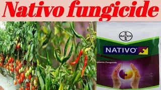 nativo fungicide of Bayer। mirch tamater bhata me spry। of nativo।farming kisanvikashkendra [upl. by Odareg]