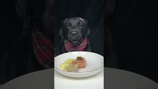 Teaming dumplings Black Labrador Cute dog debut plan Oh my god it smells so good [upl. by Boorman]