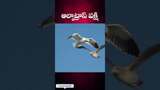 ఆల్బట్రాస్ బర్డ్ ll Albatross Bird ll Telugu Facts ll Truth Of Truths [upl. by Gaves]