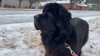 POV Youre a Newfie dog in the DFW ice storm [upl. by Annaek]