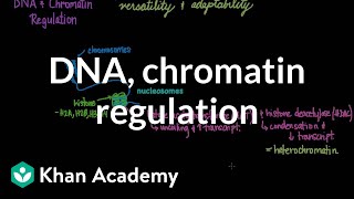 Gene regulation in prokaryotes [upl. by Acireit]