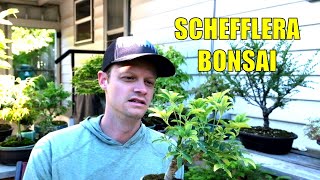 Working on my Dwarf Umbrella Schefflera Bonsai Tree [upl. by Anilrahc]