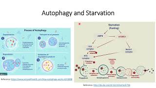 Autophagy and Starvation Code 559 [upl. by Aneehsirk]