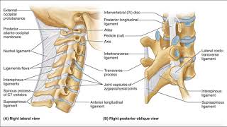 Major Ligaments of the Cervical Spine [upl. by Giffy]