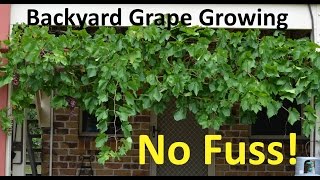 No Fuss Backyard Grape Growing Pruning Propagating [upl. by Amikat]