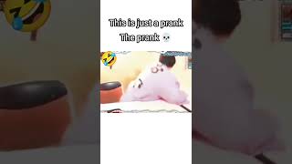 Ini hanya prank funnyvideos funny japanesegames japanese [upl. by Kaila]