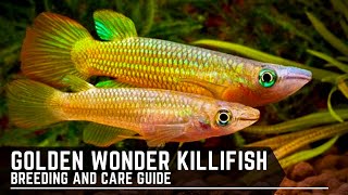 Golden Wonder Panchax  Killifish  Breeding and Care Guide [upl. by Forrest]