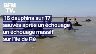 16 dauphins sur 17 ont été sauvés après un échouage massif sur lîle de Ré [upl. by Okikuy]