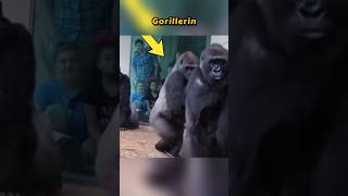 Goriller Sudan Neden Korkuyor 🦍🌊 [upl. by Airod]