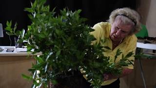 Buttonwood Bonsai Demo by Mary Madison at The Bonsai Supply [upl. by Arrait]