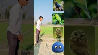 Monster fuzz balls to crow tota owl amp pigeon  magical vfx video trending shorts [upl. by Domph]