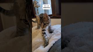 Things you must know before adopting 🐈 catvideos catlover cat [upl. by Noseimaj309]