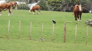 Spur winged plover amp magpie standoff Cornwall Park 011018 [upl. by Leandro]