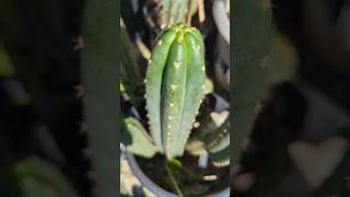 Pachanoi quotRodquot classic aussie clone cactus trichocereus [upl. by Bergmann]