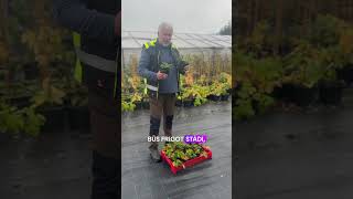 Zemeņu stādi 2025gadam farming garden gardening agriculture strawberry [upl. by Pentha939]