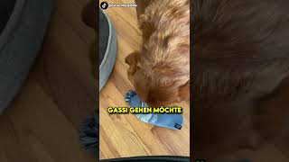 Dieser Hund bringt seinen Besitzer immer Klamotten zum Gassi gehen shorts [upl. by Aim]