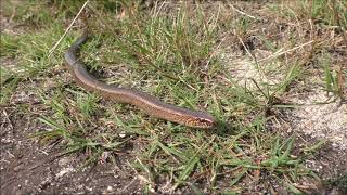 Vroege Vogels  Hazelworm glijdt door het gras [upl. by Elissa]