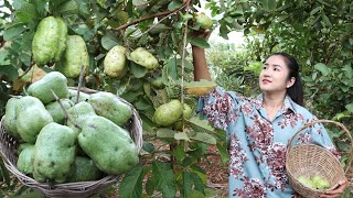 Raining season Pick seedless guava and cooking  Cooking with Sreypov [upl. by Ecaroh]