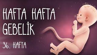 Hafta Hafta Gebelik 36 hafta [upl. by Adiell]