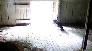 Missouri Turkey Vultures Live Stream [upl. by Kelbee343]