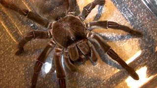 My Largest Tarantula Charlotte gets her enclosure cleaned [upl. by Ros23]