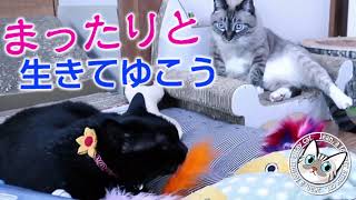 くろけんパパは勝手に歌う「来年は黒岩家からあすたにユニット名を変更する予定」ゆるふわ夫婦ユニット黒岩家 [upl. by Spark401]