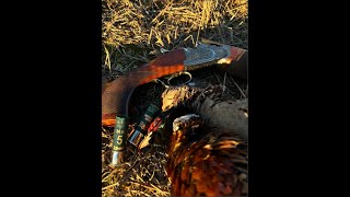 Charlie Faulds Driven pheasant hunting UK 2023 [upl. by Nur553]