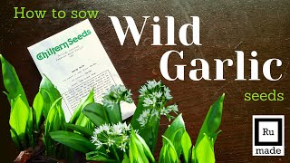 Starting off Wild Garlic ramsons from seed Woodland food production [upl. by Maribel365]