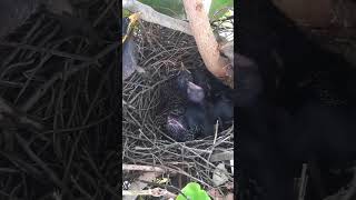 Common myna Birds feed on oneeyed offspring [upl. by Nylram]