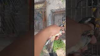 Mis pajaros Pepetero y chalchalero muy malos🤪 15102024 [upl. by Ardelis464]