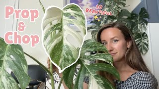 Cutting my largest Variegated Monstera Albo  House Plant Chop and Prop [upl. by Bander]