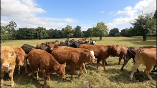 CATCHING AND WORMING YOUNG CATTLE [upl. by Silva173]