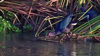 Gri Başlı Sazhorozu Greyheaded Swamphen Porphyrio poliocephalus [upl. by Selle]