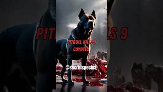 Pitbull MURKS 9 Coyotes😱Joe Rogan jre animals shorts [upl. by Noyar52]