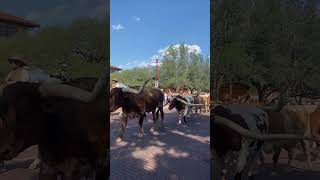 Fort Worth Stockyards Cattle Drive 🐂 [upl. by Annairol]