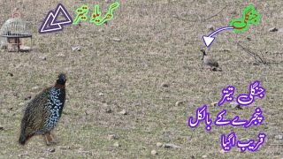 Jangli Teetar cage k Qareeb Agia  Wild Partridges came Very near [upl. by Assirialc]