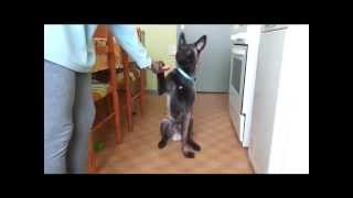 Les tours de mon berger Belge malinois 5 mois [upl. by Twitt]