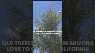 Need beautiful flowers trees blooming in your yard or garden try these native Desert willows [upl. by Anama]