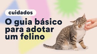 O que fazer antes de adotar um gato  Petz TV Cuidados [upl. by Polard]