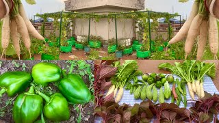 Harvesting Organic Veggies From Rooftop Garden Harvesting Organic Vegetables [upl. by Niamart]