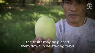 Technical tips to maintain quality and reduce food losses in mango value chains  Harvesting [upl. by Siana]