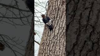 LOOK 👀  Baby Red headed woodpecker [upl. by Lerat120]