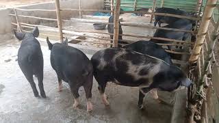 TND PIG FARMING  BLACK PIG  LARGE WHITE [upl. by Enitsirt88]