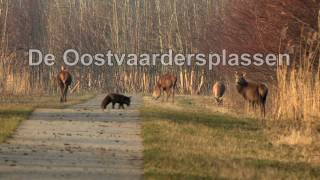 Trailer documentaire Nieuw land Nieuwe toekomst Oostvaardersplassen [upl. by Ashling443]