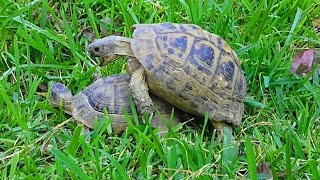 how do turtles mate video turtles mating noise turtles [upl. by Thibaut]