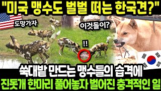 해외감동사연 한국 진돗개 DNA에 숨겨진 비밀 수천년의 역사가 깨어난 순간 미국 최강 맹수와의 한밤중 대결에서 밝혀진 충격적 진실 [upl. by Adnalram]