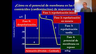 Fisiología del músculo cardíaco en 20 minutos rápido y fácil [upl. by Naffets]