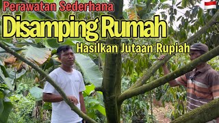 Tanam Durian Di Sekitaran Rumah Hasilkan Jutaan RupiahPerawatan Sederhana ala petani Desa [upl. by Nahtanaoj631]