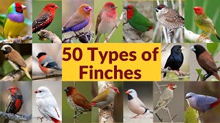 50 Types of finches Finch bird varieties 50 Types of finches with names Part1 My first video [upl. by Anselmi]