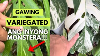 HOW TO GET VARIEGATION ON YOUR MONSTERA [upl. by Hsinam143]